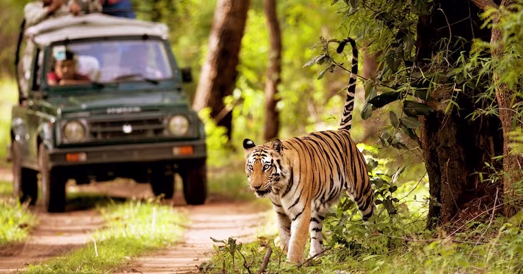 Chitwan Tharu Tour offered by nepal tour and trek