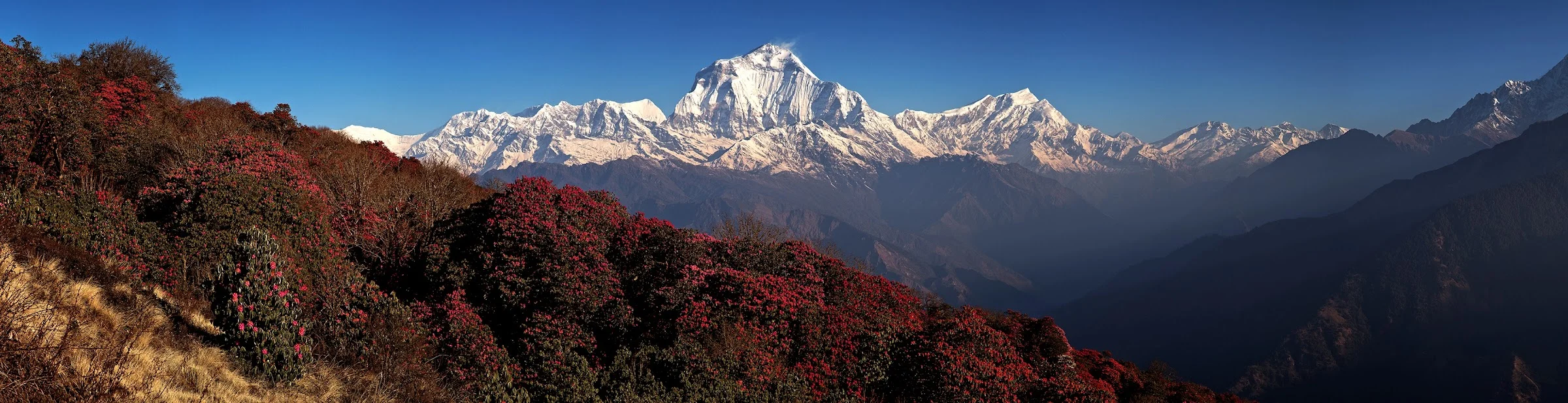 Majestic Himalayan mountain view with red flowers in foreground